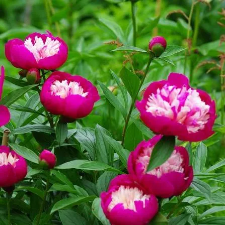 Пион Санта Фе