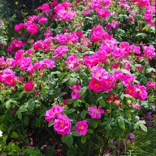 Роза почвопокровная Фуксия Мейяндекор (Fuchsia Meillandecor)