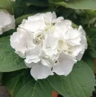 Гортензия крупнолистная Вуду