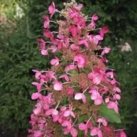 Гортензия метельчатая Руби