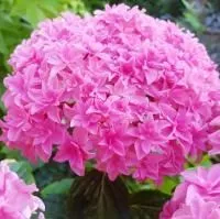 Гортензия крупнолистная Ю энд Ми Перфекшен