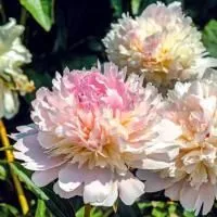 Пион молочноцветковый Алерти