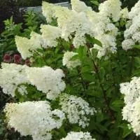 Гортензия метельчатая Тардива