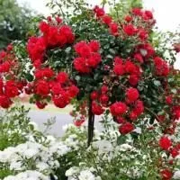 Роза штамбовая Хеллоу (Hello)