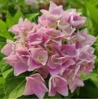 Гортензия крупнолистная Энконг