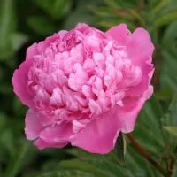 Пион Месье Жуль Элли