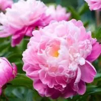 Пион Розовый