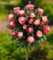 Роза штамбовая Дабл Делайт (Double Delight)