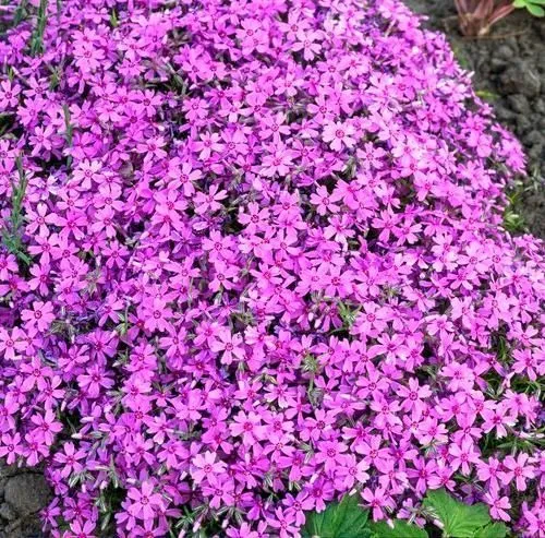 Флокс шиловидный Перпл Бьюти