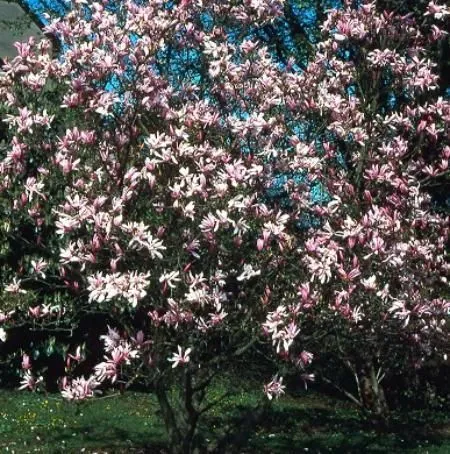 Магнолия лилиецветная Грацилис