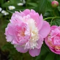 Пион молочноцветковый Сорбет