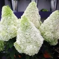 Гортензия метельчатая Полар Бир