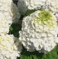 Гортензия метельчатая Мэджикал Монблан