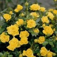 Роза штамбовая Аврора (Aurora)