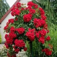 Роза штамбовая Зоммерабенд (Sommerabend)