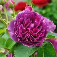 Роза флорибунда Минерва (Minerva)