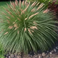 Пеннисетум лисохвостный Везербергланд