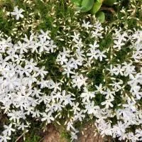 Флокс Шиловидный Белый