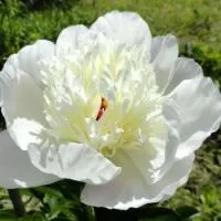 Пион молочноцветковый Иммакуле