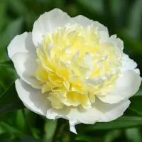 Пион Лаура Десерт