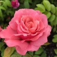 Роза штамбовая Фаворит (Favorite)