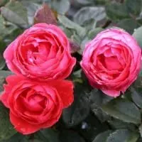 Роза флорибунда Гартенпринцессин Мари-Хосе (Gartenprinzessin Marie-José)