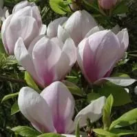 Магнолия Суланжа Пикард Сандей