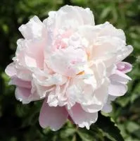 Пион бело-розовый