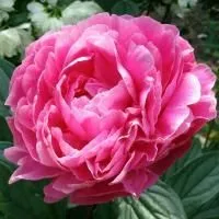 Пион Виктуар Де Ла Марн