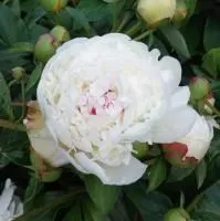 Пион молочноцветковый Уайт Сенсейшн