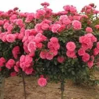 Роза штамбовая Акапелла (Acapella)