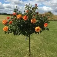 Роза штамбовая Конигин дер Розен (Königin der Rosen)