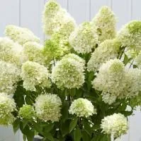 Гортензия метельчатая Скайфолл