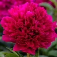 Пион молочноцветковый Адольф Руссо