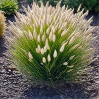 Пеннисетум лисохвостый Гельбштиль