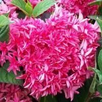 Гортензия крупнолистная Принцесса Диана