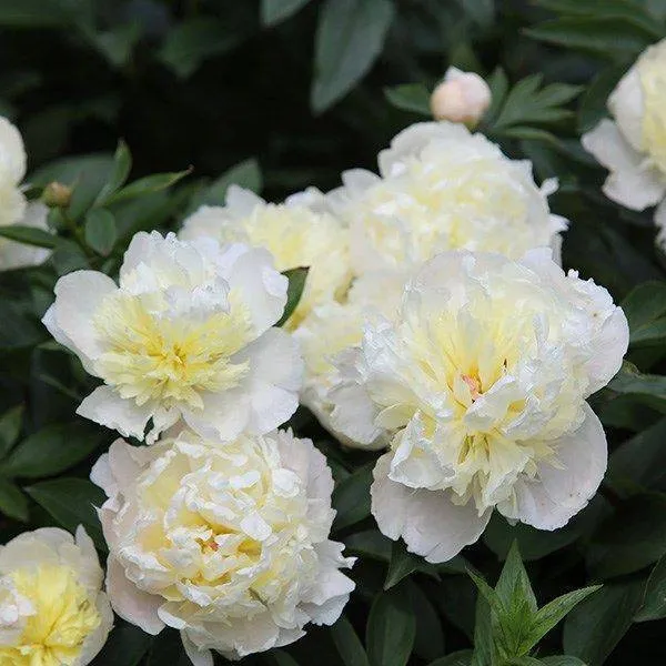 Пион Лаура Десерт