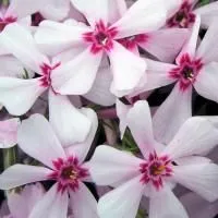 Флокс шиловидный бело-розовый