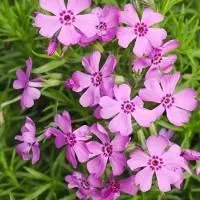 Флокс шиловидный Фабулос Роуз