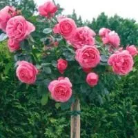 Роза штамбовая Берлебург (Berleburg)