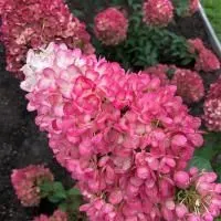 Гортензия метельчатая Строберри Блоссом