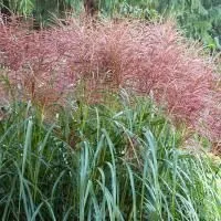 Мискантус китайский Ротфедер