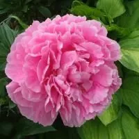 Пион молочноцветковый Александр Флеминг