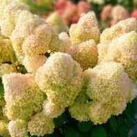 Гортензия метельчатая Диамантино