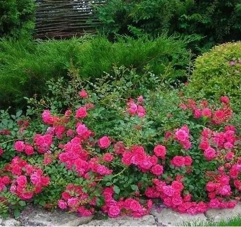 Роза почвопокровная Фуксия Мейяндекор (Fuchsia Meillandecor)