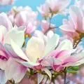 Магнолия