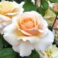 Роза штамбовая Свит Леди (Sweet Lady)