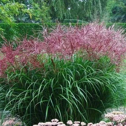 Мискантус китайский Ротфедер