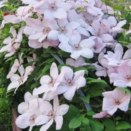 Клематис Ян Павел II