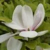 Магнолия Суланжа Специоза